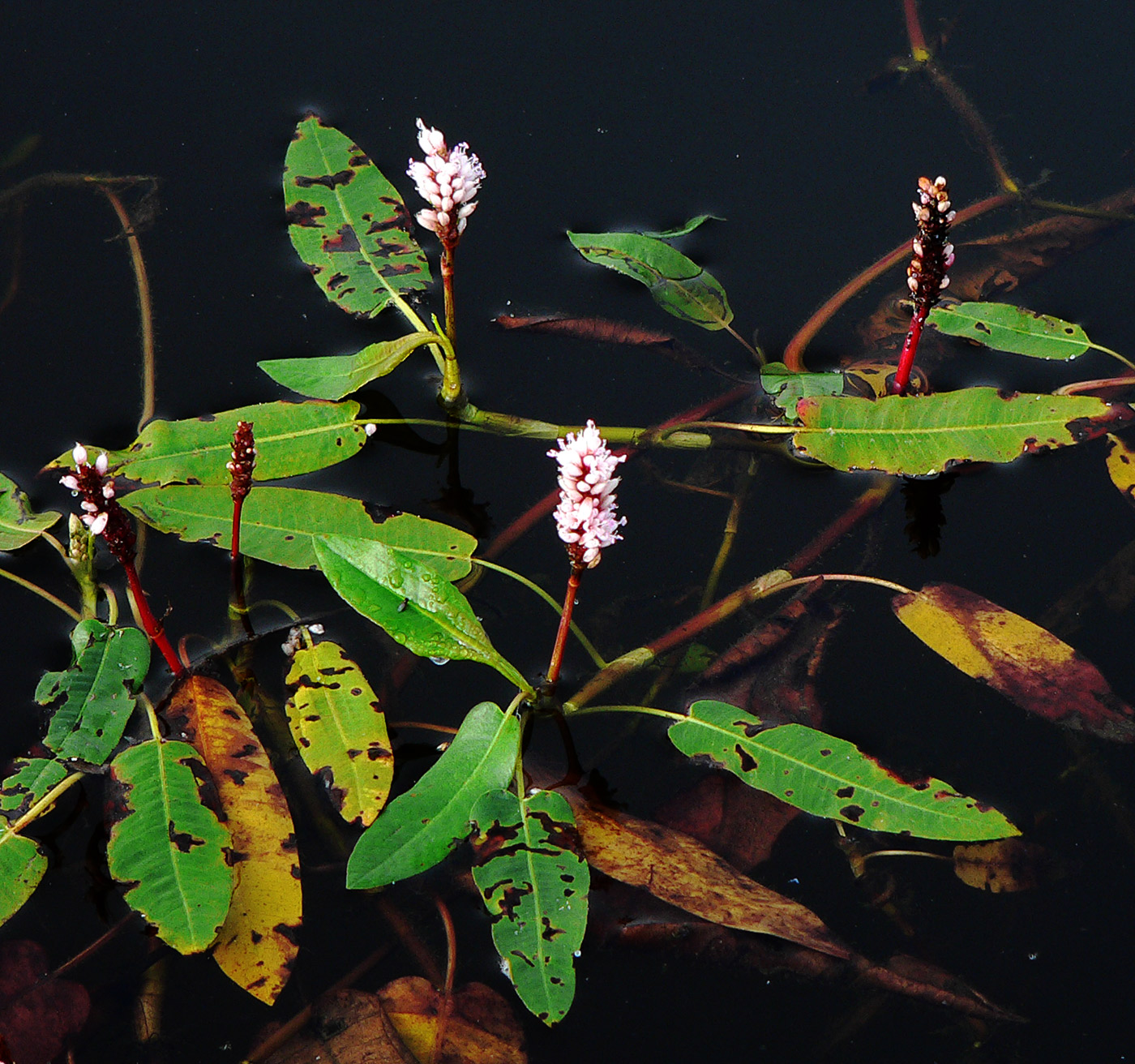 Image of Persicaria amphibia specimen.