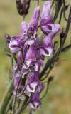 Aconitum leucostomum. Веточка соцветия. Алтай, Семинский перевал. 25.08.2009.