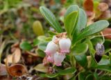 Arctostaphylos uva-ursi