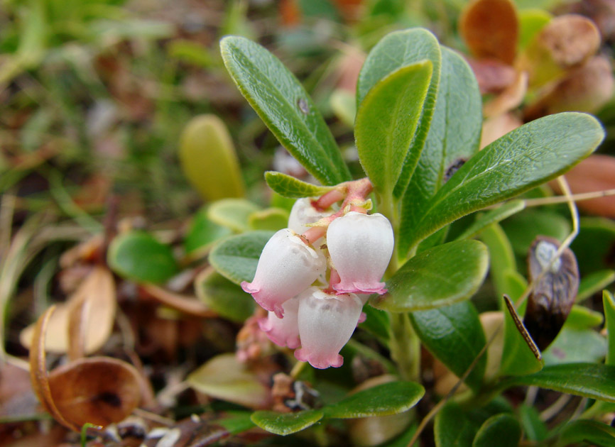 Изображение особи Arctostaphylos uva-ursi.