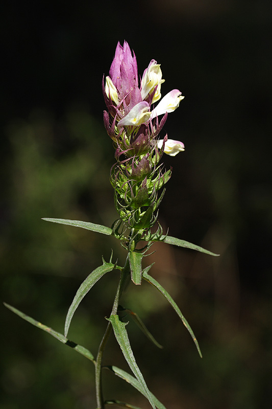 Image of Melampyrum argyrocomum specimen.