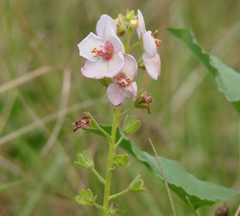 Изображение особи Verbascum phoeniceum.