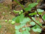 Ribes fragrans. Верхушка побега с незрелыми соплодиями. Якутия (Саха), Алданский р-н, берег р. Тимптон, 199 км от устья. 06.07.2011.