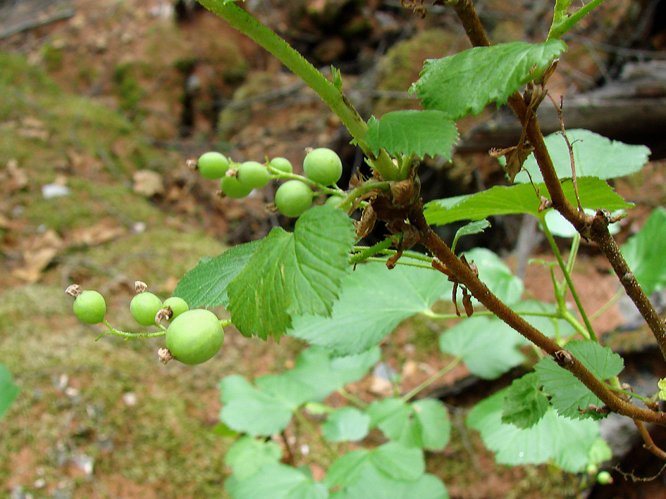 Image of Ribes fragrans specimen.