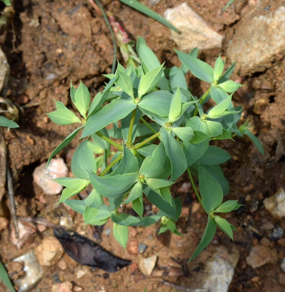 Image of Euphorbia falcata specimen.