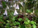 Linnaea borealis. Cоцветия с цветками и бутонами. Свердловская обл., Североуральский городской округ, окр. пос. Сосьва, бывшая дер. Воскресенка, склон долины р. Сосьва, лиственнично-елово-сосновый лес. 13.06.2015.