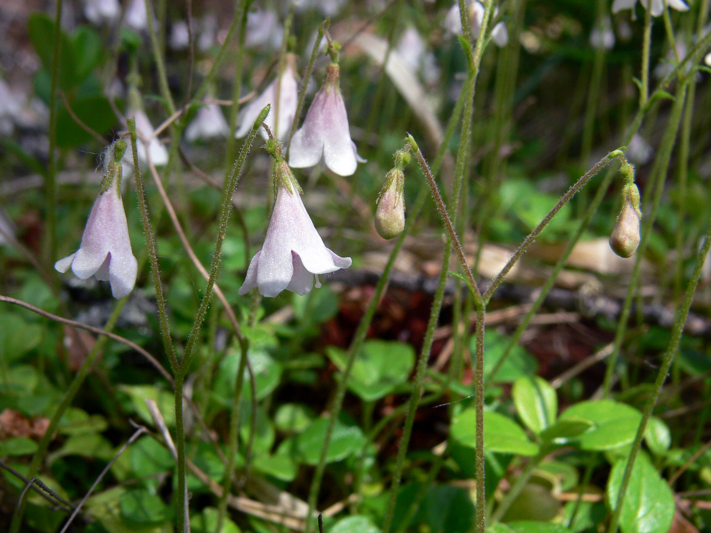 Изображение особи Linnaea borealis.