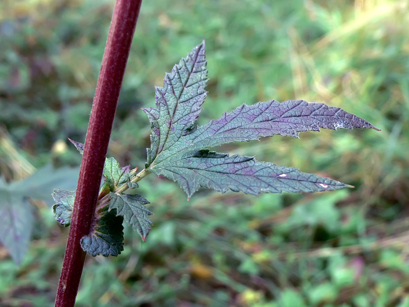 Изображение особи Filipendula stepposa.