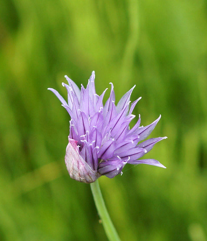 Изображение особи Allium schoenoprasum.