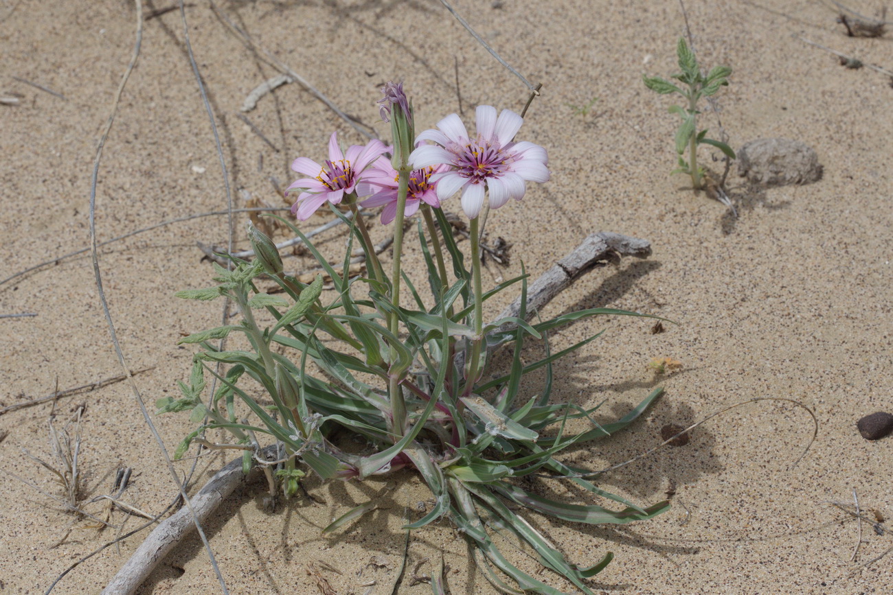 Image of Tragopogon marginifolius specimen.