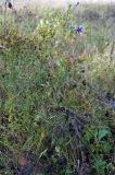 Campanula patula