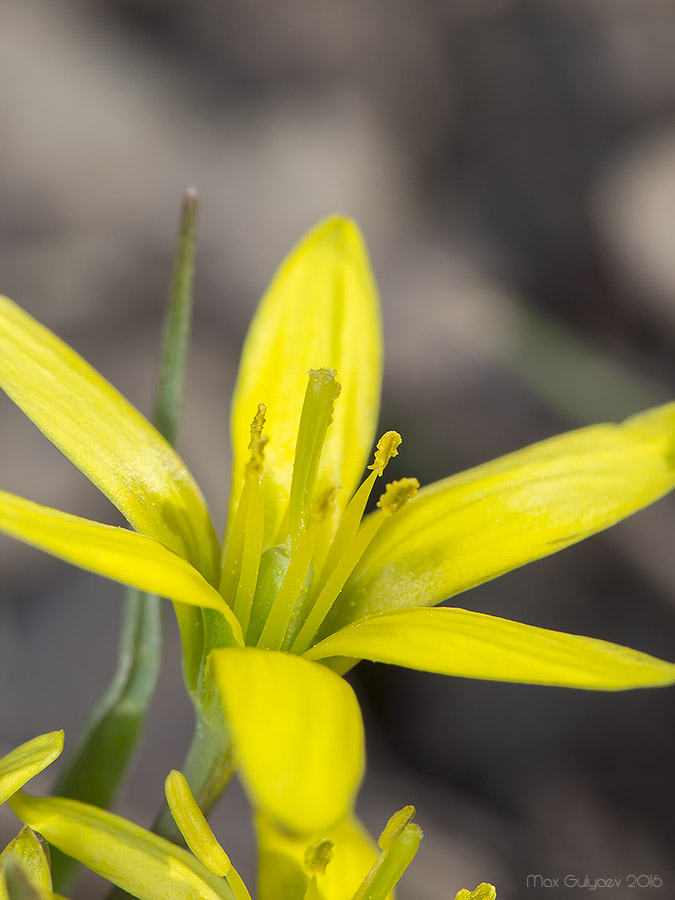 Image of Gagea pusilla specimen.