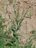 Camelina sylvestris