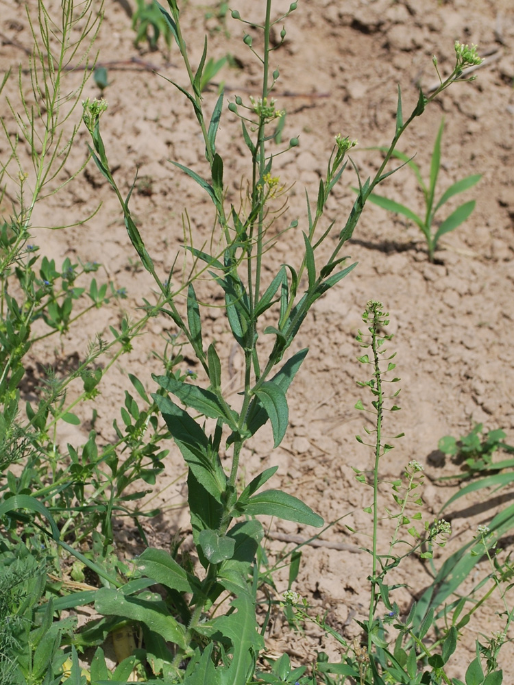 Изображение особи Camelina sylvestris.