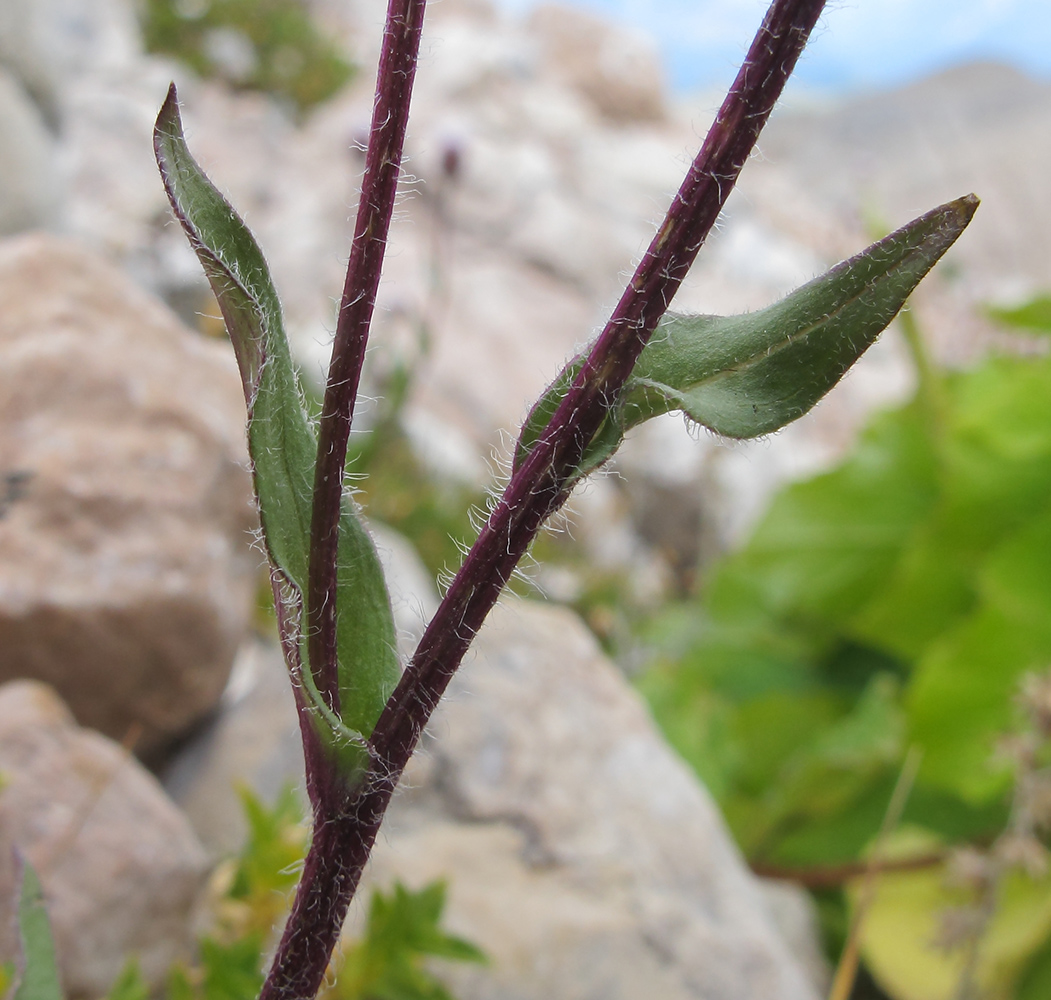 Image of Erigeron uniflorus specimen.