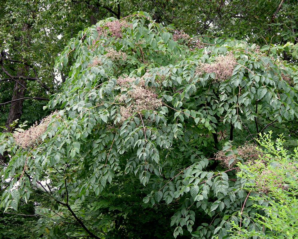 Изображение особи Aralia elata.