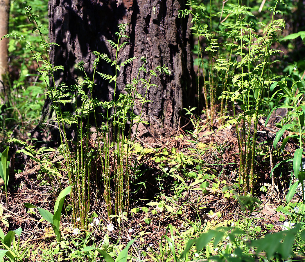 Image of genus Dryopteris specimen.