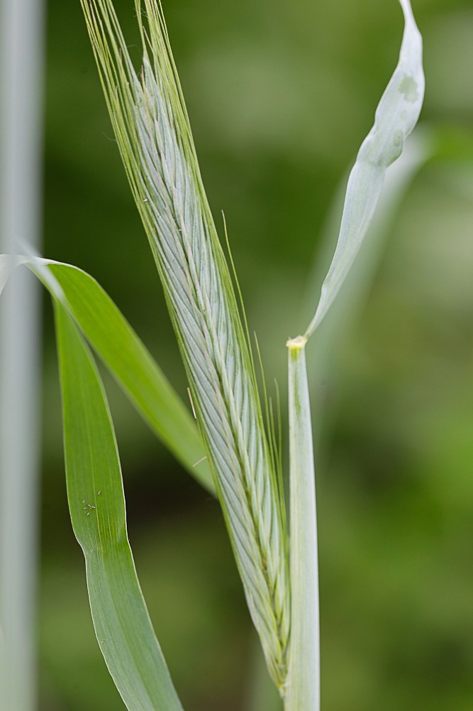 Image of Secale cereale specimen.