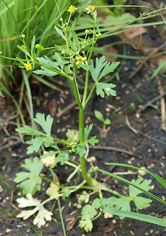 Изображение особи Ranunculus sceleratus.