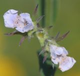 Nepeta parviflora