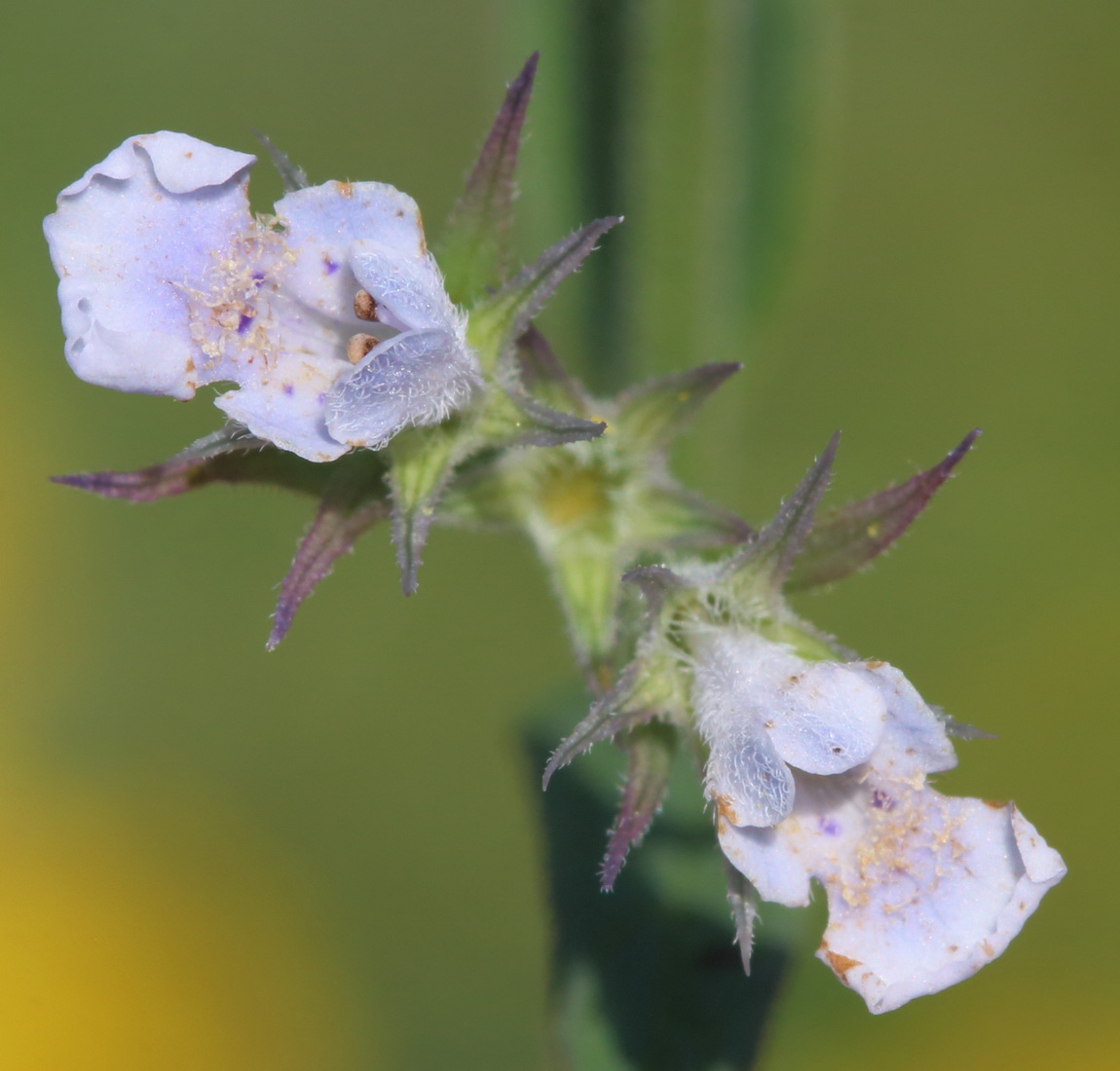 Image of Nepeta parviflora specimen.