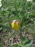 Fritillaria ophioglossifolia