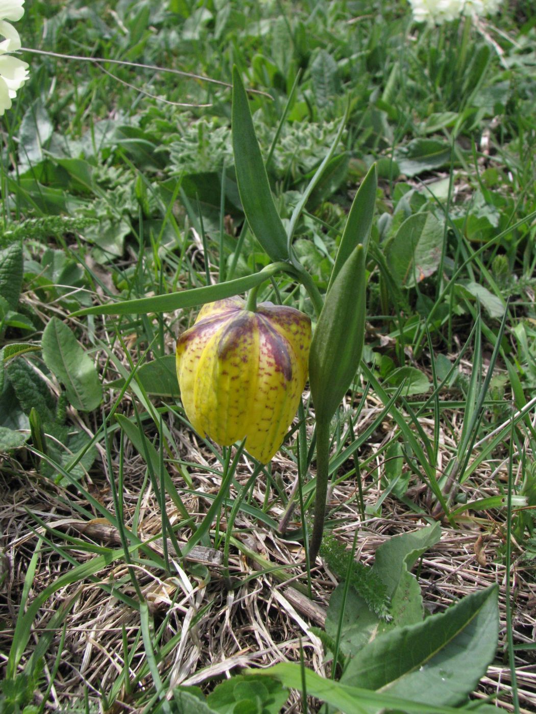 Изображение особи Fritillaria ophioglossifolia.