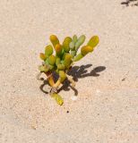 Tetraena fontanesii