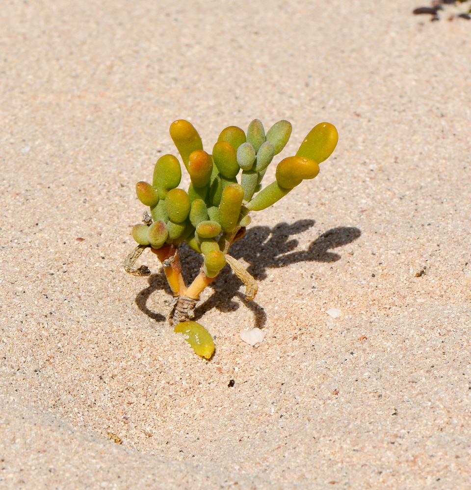 Изображение особи Tetraena fontanesii.