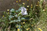 Datura innoxia