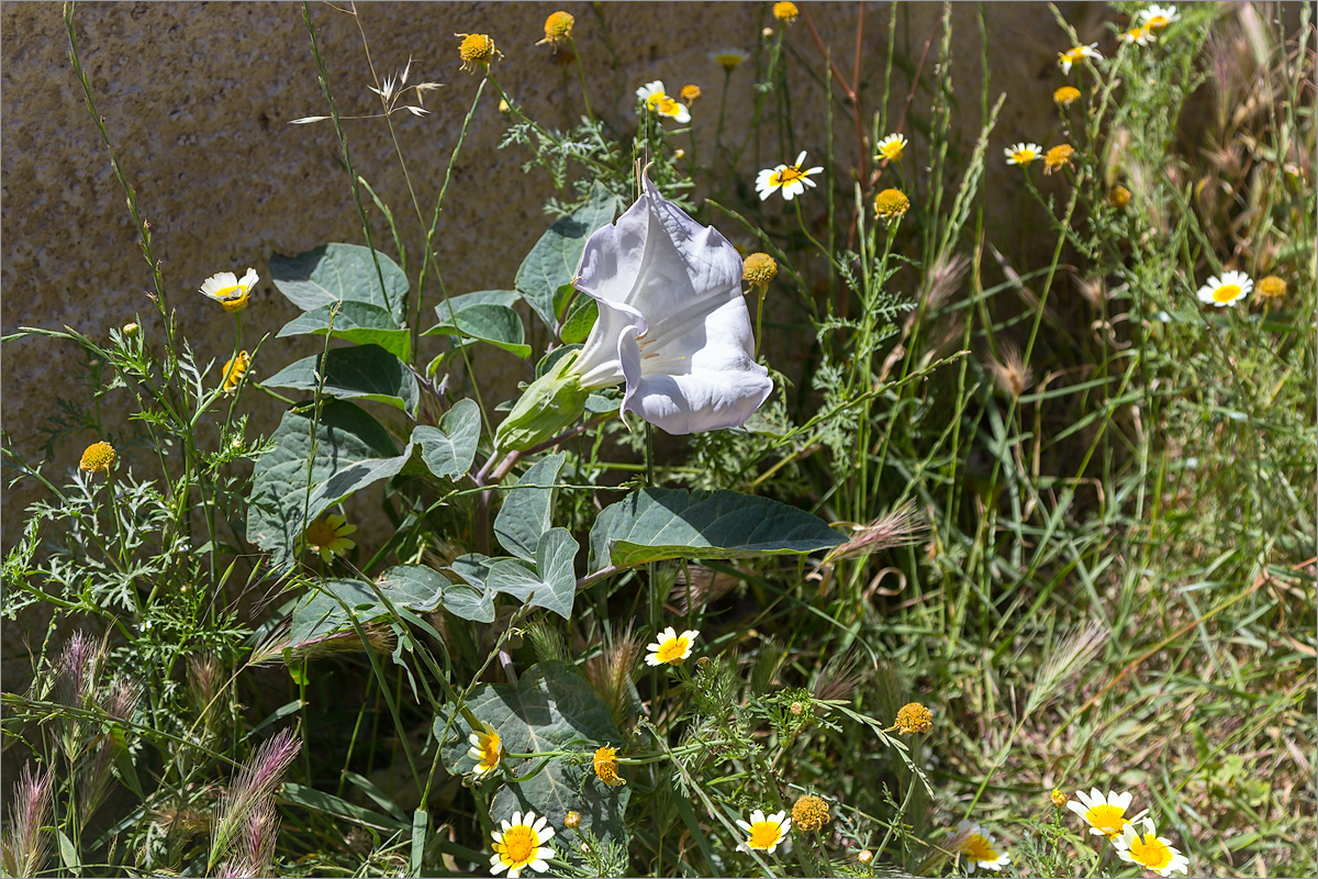 Image of Datura innoxia specimen.