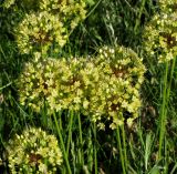 Allium eriocoleum