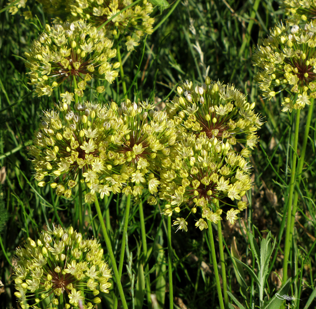 Image of Allium eriocoleum specimen.