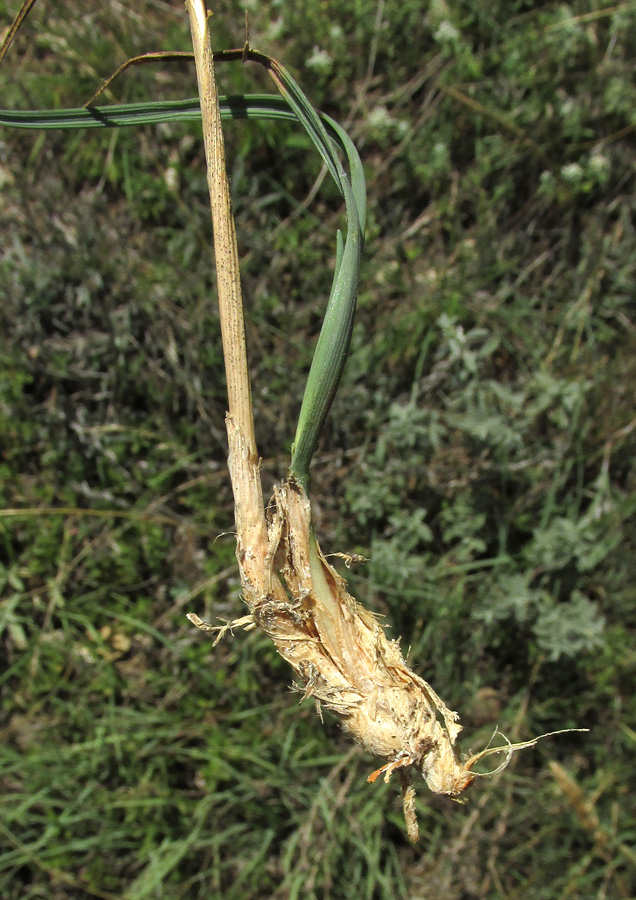 Image of genus Koeleria specimen.