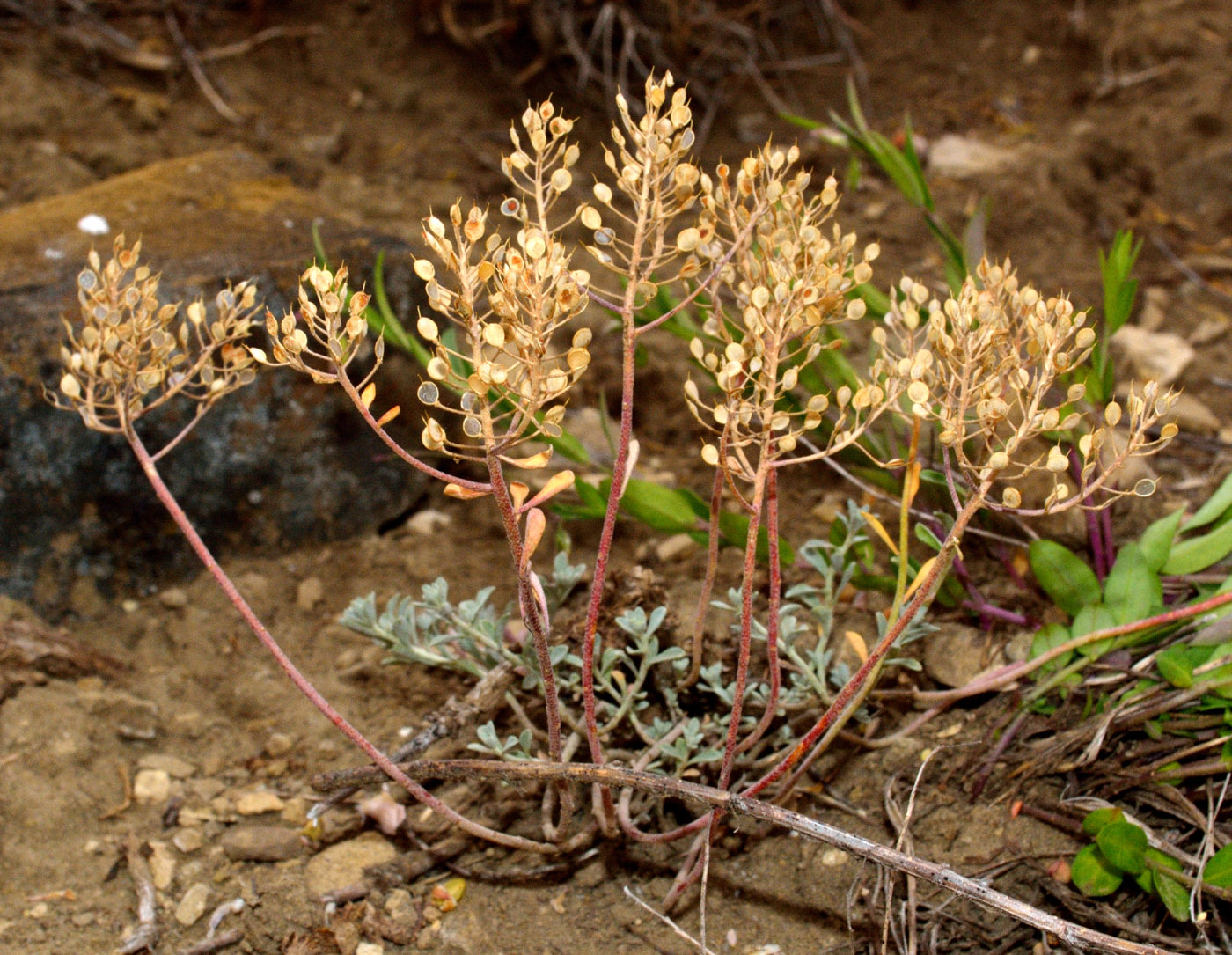 Image of Odontarrhena tortuosa specimen.