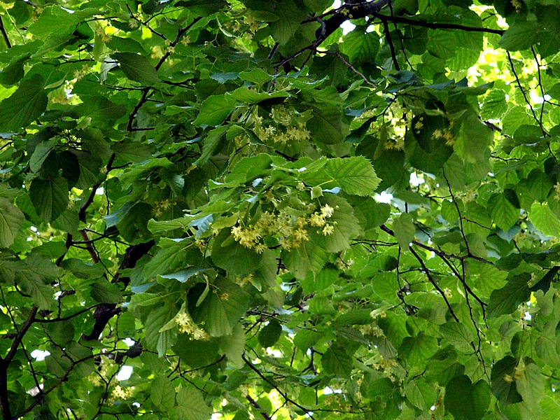 Image of Tilia × europaea specimen.