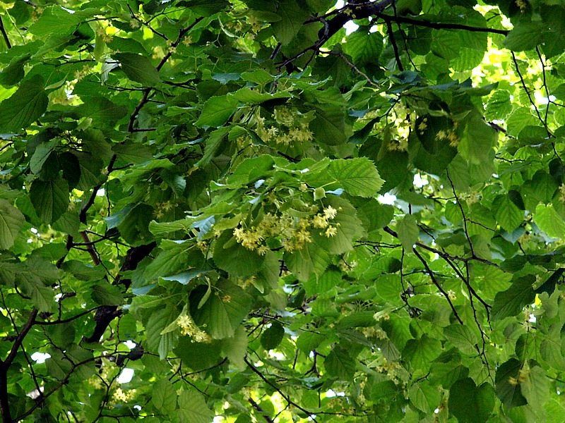 Image of Tilia europaea specimen.