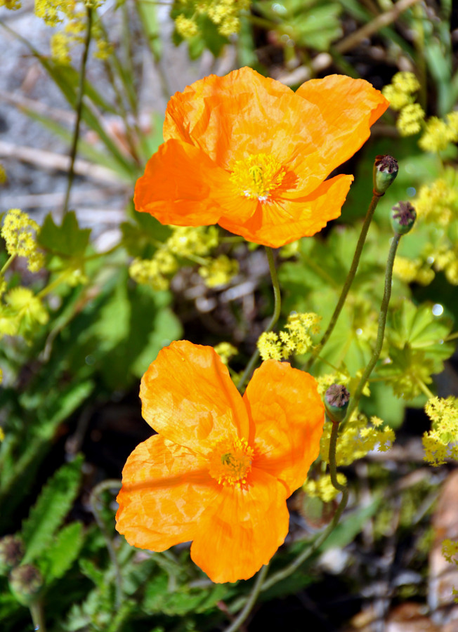 Изображение особи Papaver oreophilum.