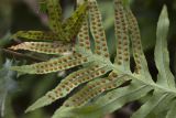 Polypodium cambricum. Нижняя сторона вайи с сорусами. Греция, Пелопоннес, Мессения, влажный лес возле ущелья Фарангаки Перистерия. 29.03.2015.