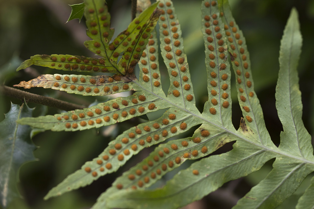 Image of Polypodium cambricum specimen.