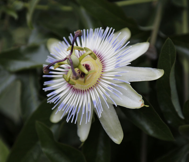 Image of Passiflora caerulea specimen.