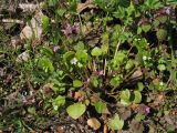 Claytonia perfoliata