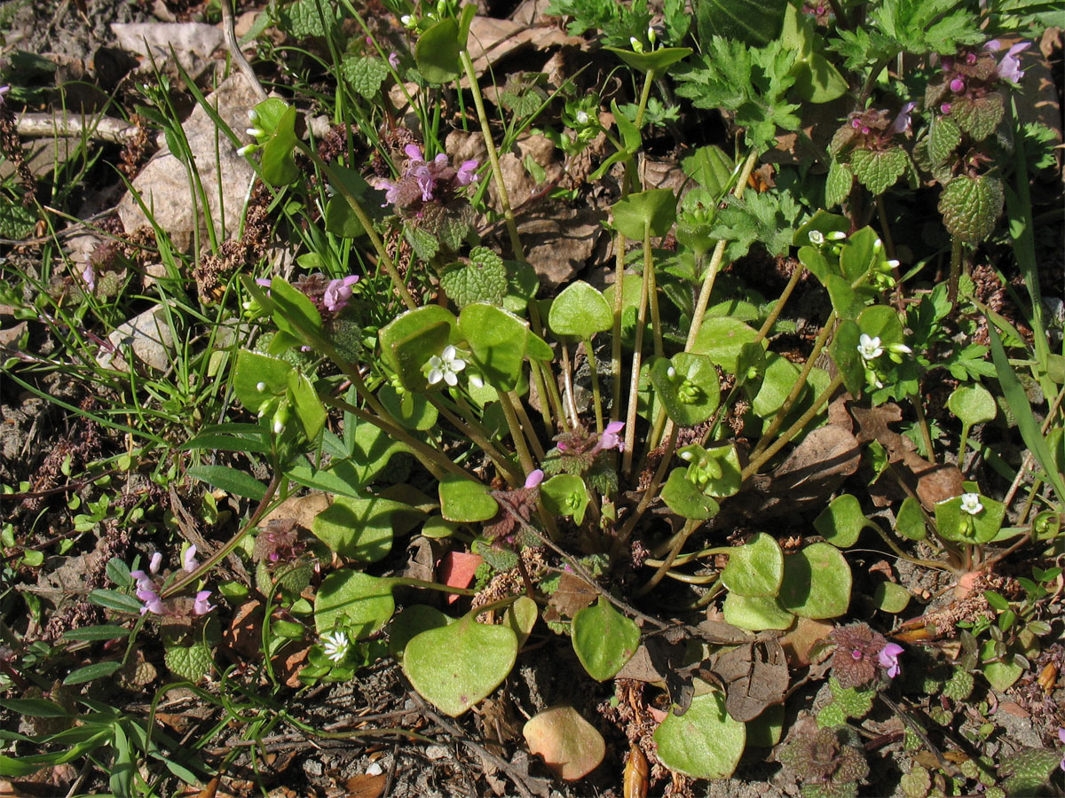 Image of Claytonia perfoliata specimen.