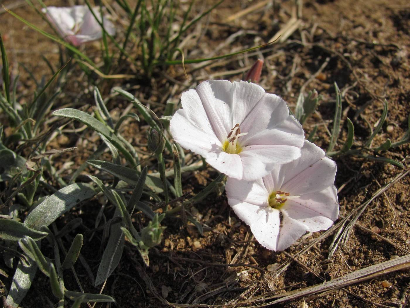 Image of Convolvulus ammannii specimen.