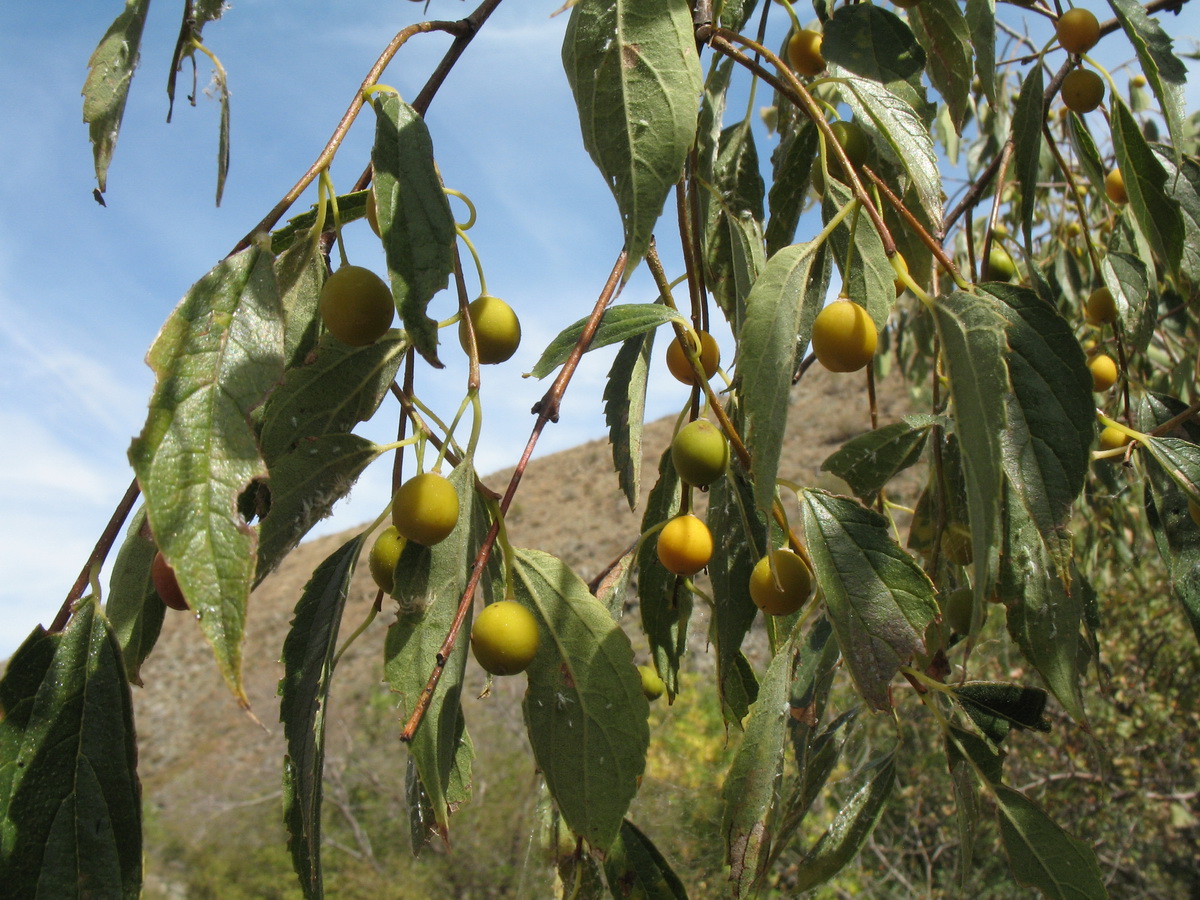 Image of Celtis caucasica specimen.