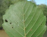 Alnus barbata