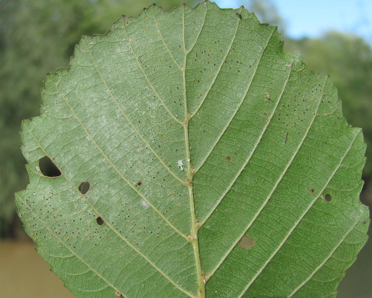 Image of Alnus barbata specimen.