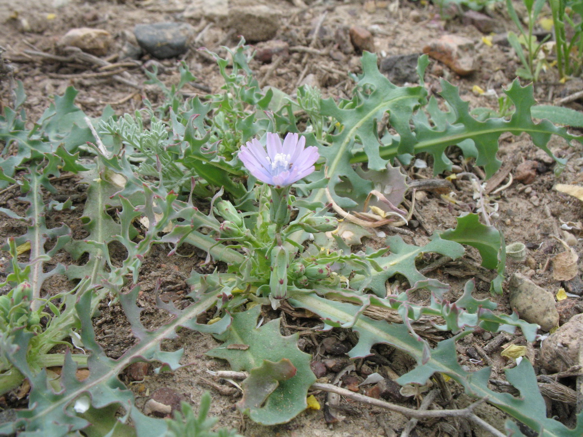 Изображение особи Lactuca undulata.