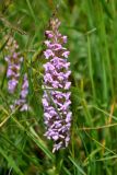 Gymnadenia conopsea