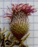 Cirsium euxinum